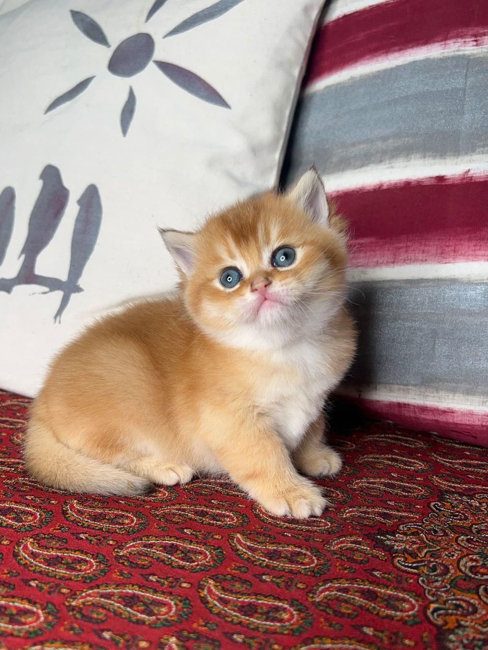 مجموعه گربه های ایران کتز|گربه|شیراز, ابیوردی|دیوار