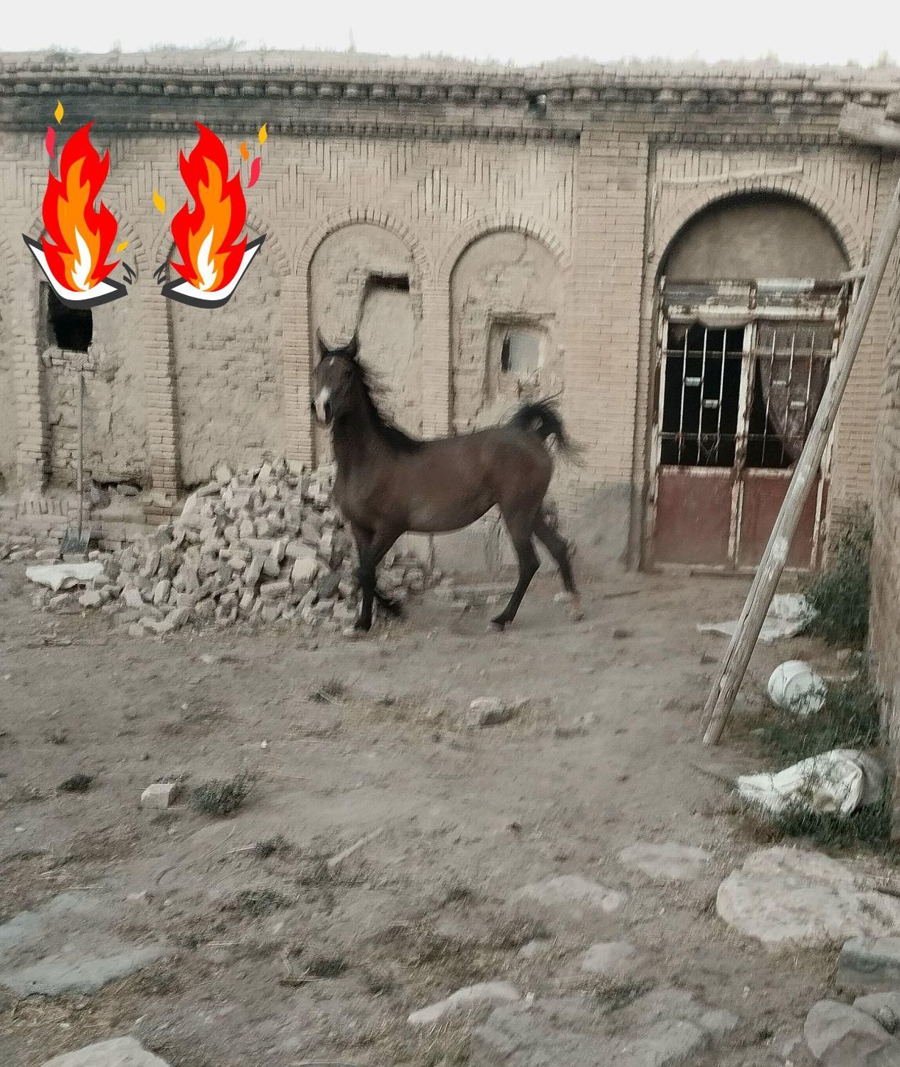 اسب مادیان شش دانگ|اسب و تجهیزات اسب‌سواری|اراک, |دیوار