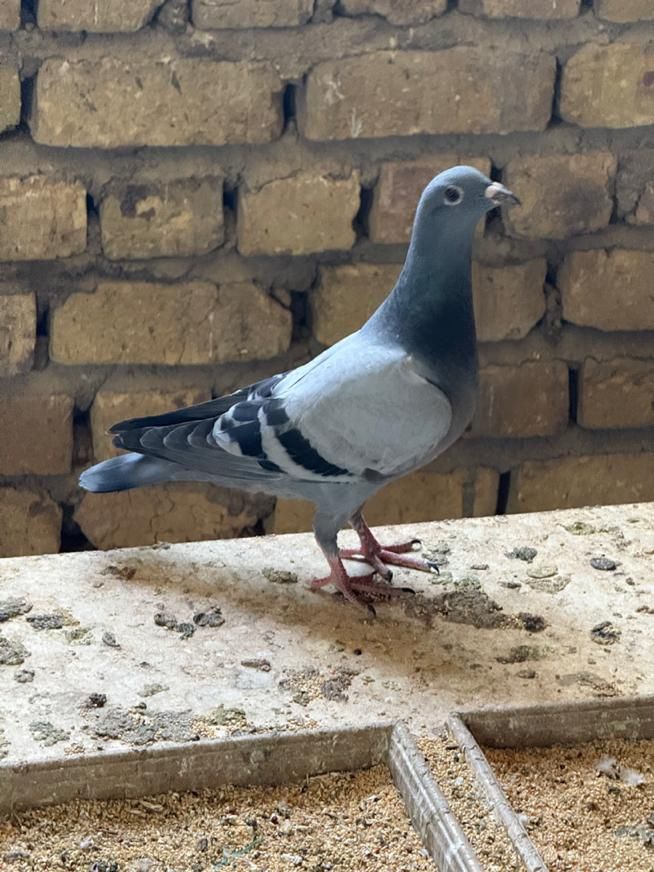 کفتر مسافتی|پرنده|قم, هفت تیر|دیوار