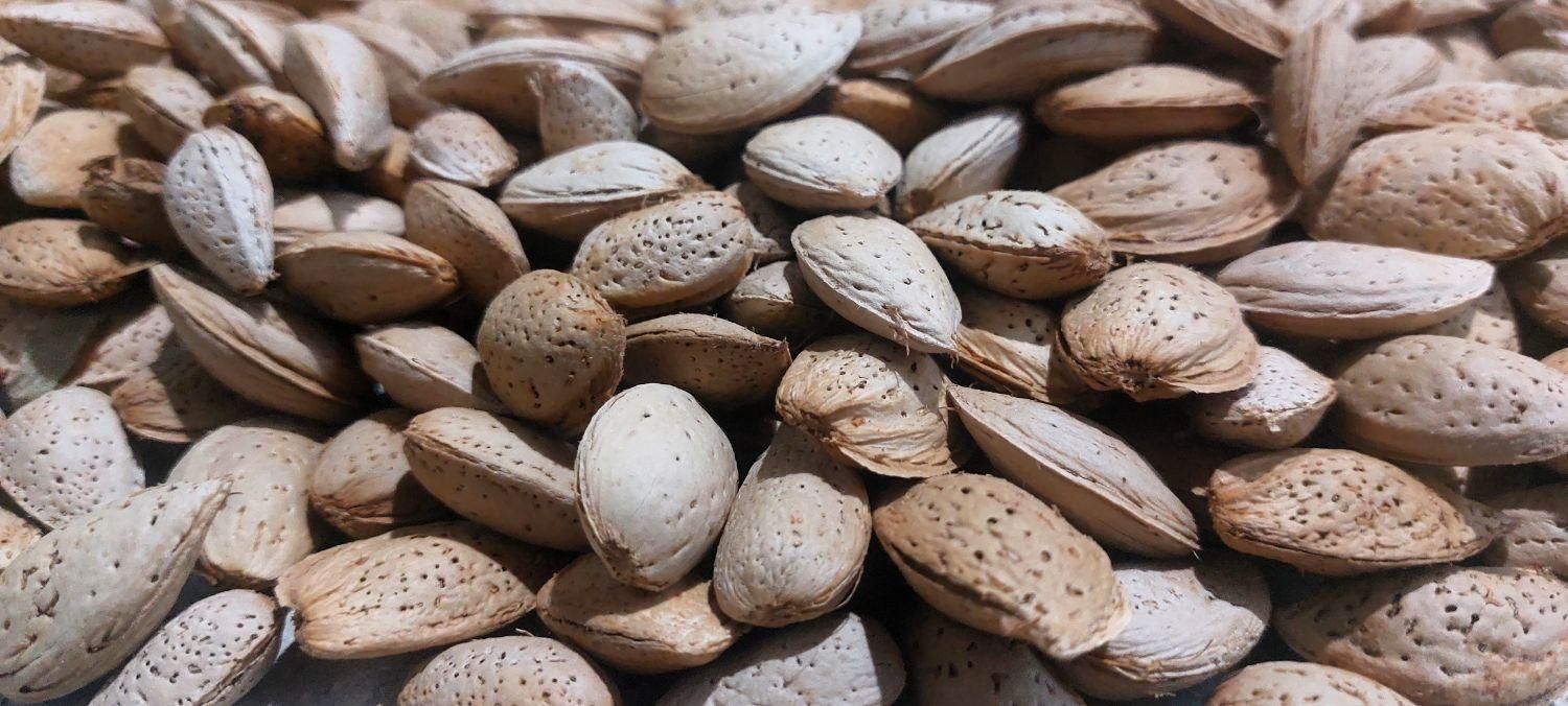 بادام ارگانیک|خوردنی و آشامیدنی|اصفهان, هفتون|دیوار