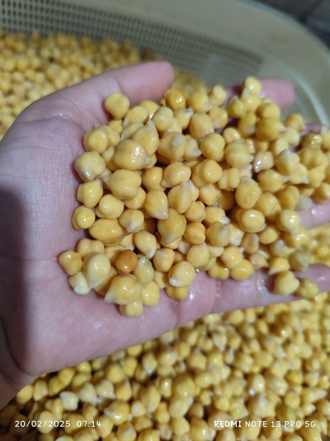 فلافل|خوردنی و آشامیدنی|شیراز, میانرود|دیوار
