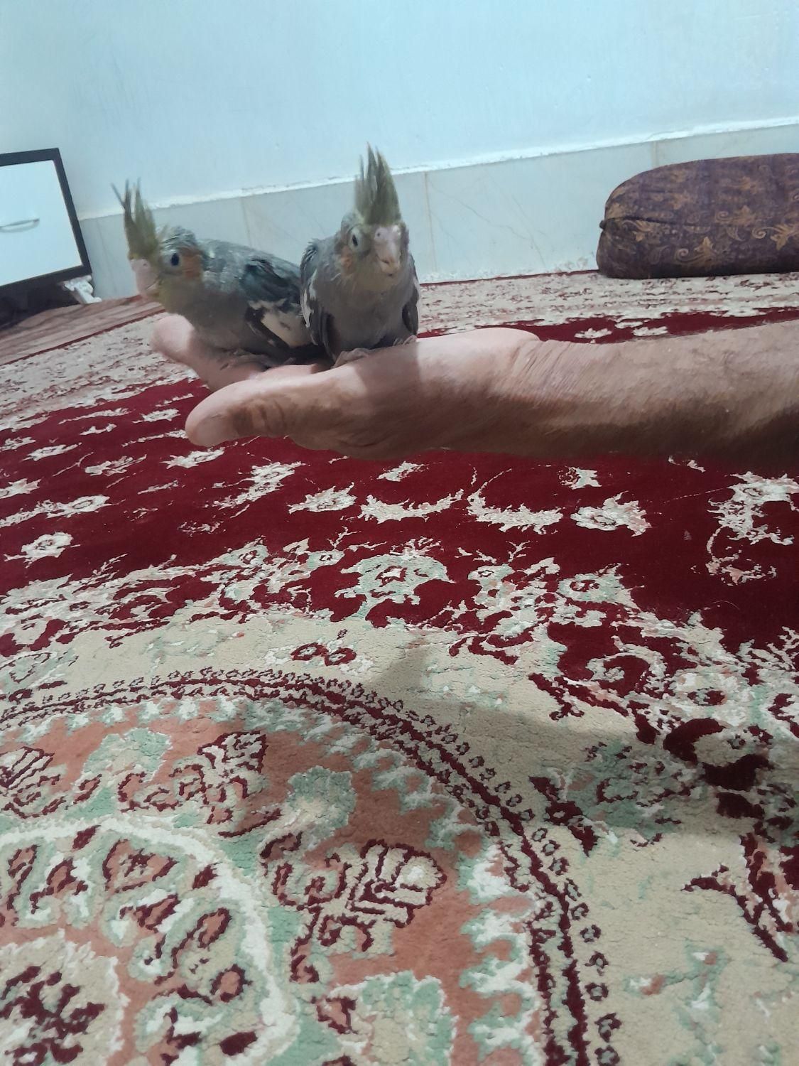 عروس هلندی|پرنده|زابل, |دیوار