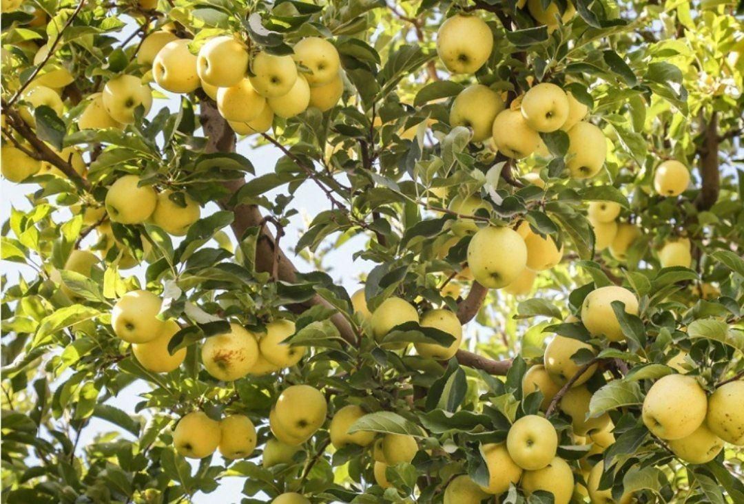 فروش باغ ۱۵ هزار متری در بخش کندوان میانه|فروش زمین و ملک کلنگی|میانه, |دیوار