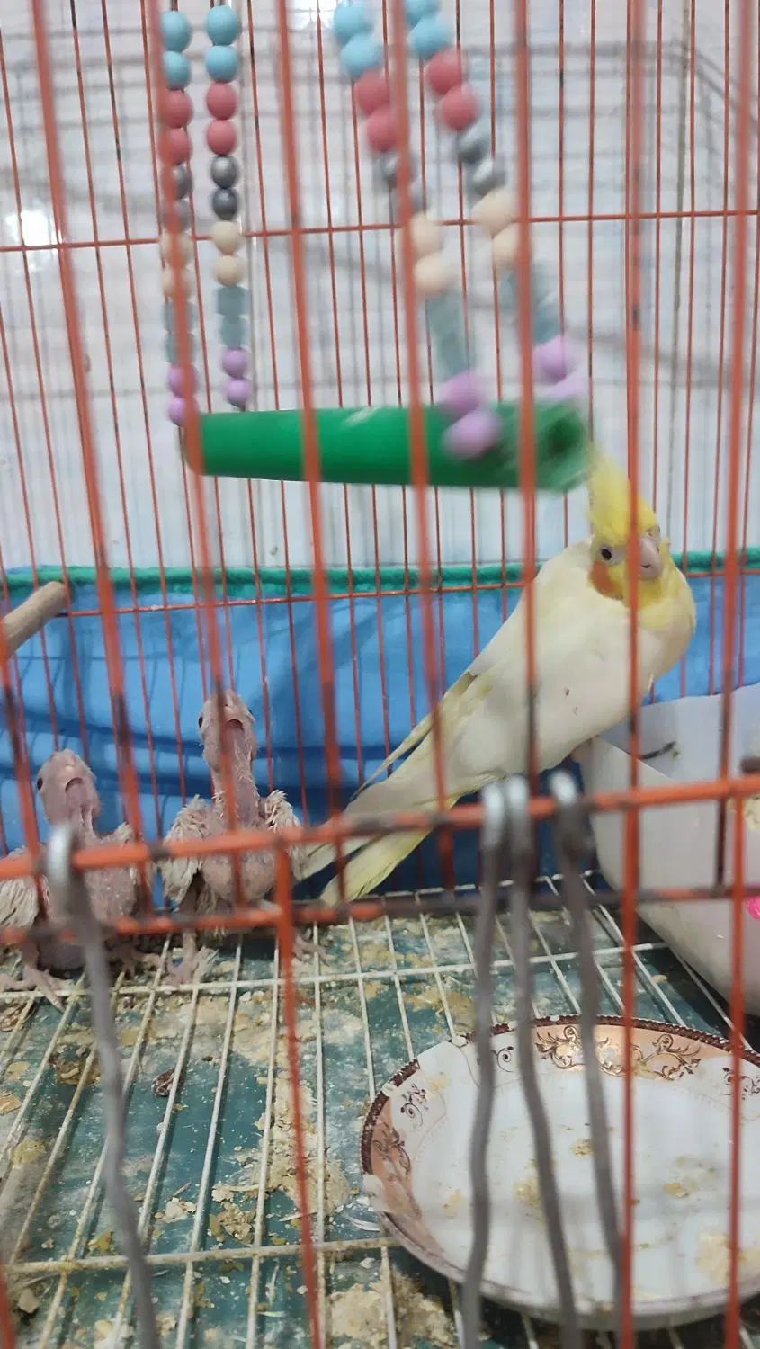 طوطی عروس|پرنده|رشت, جماران|دیوار