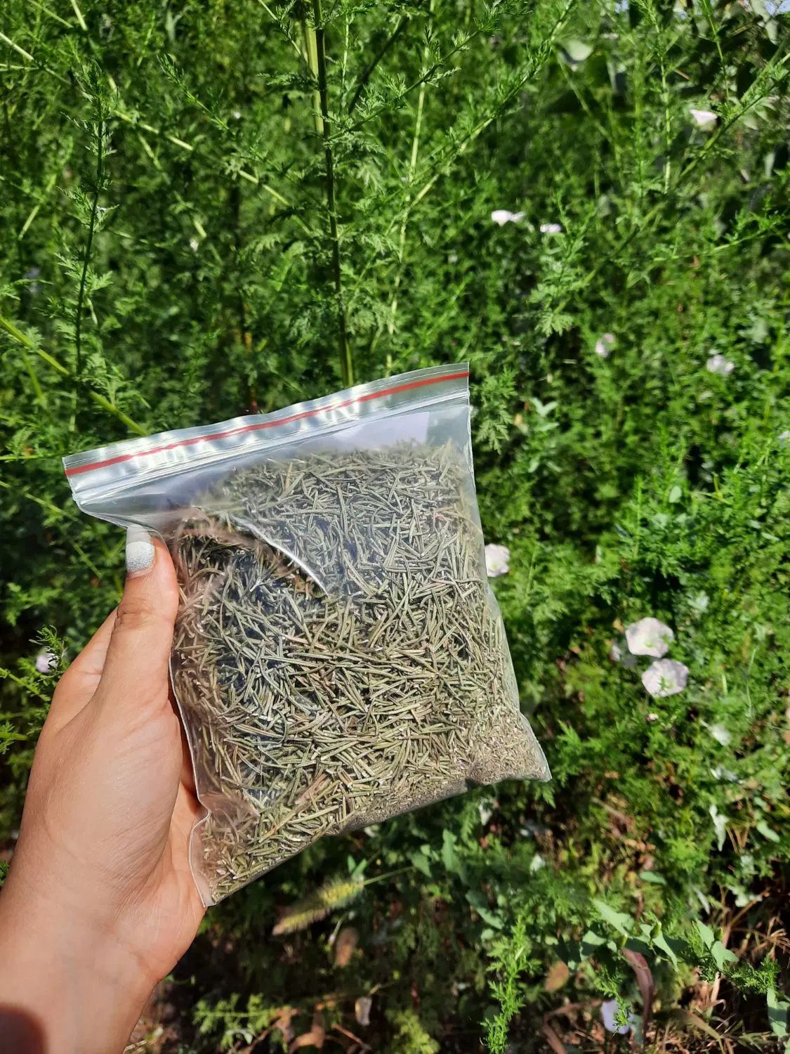 رزماری خانگی|گل و گیاه طبیعی|رشت, منظریه|دیوار