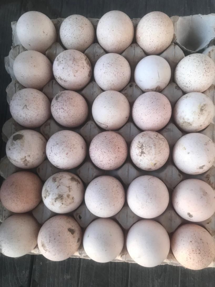 بوقلمون محلی برنز نر-ماده بالغ|حیوانات مزرعه|ورامین, شهرک مدرس|دیوار