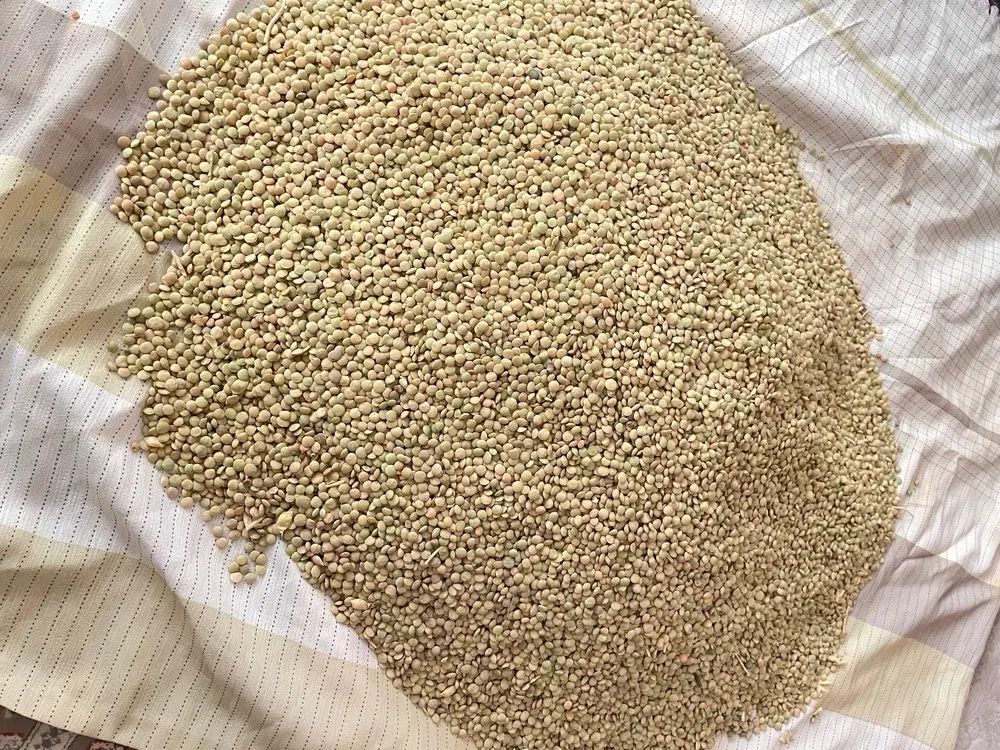 عدس خلخال|خوردنی و آشامیدنی|رشت, معلولین|دیوار