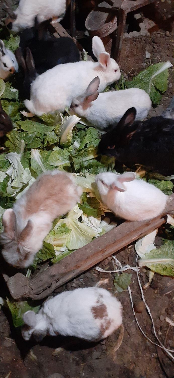 خرگوشهای خوشگل وبازیگوش به تعداد زیاد|موش و خرگوش|میاندوآب, |دیوار