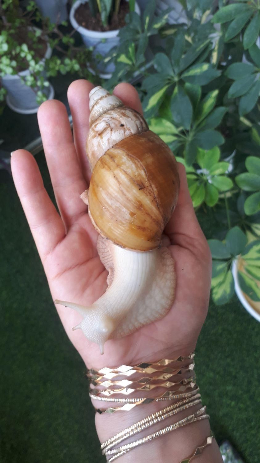 فروش  تعدادی حلزون بالغ وتخم گذار|خزنده|خمینی‌شهر, |دیوار