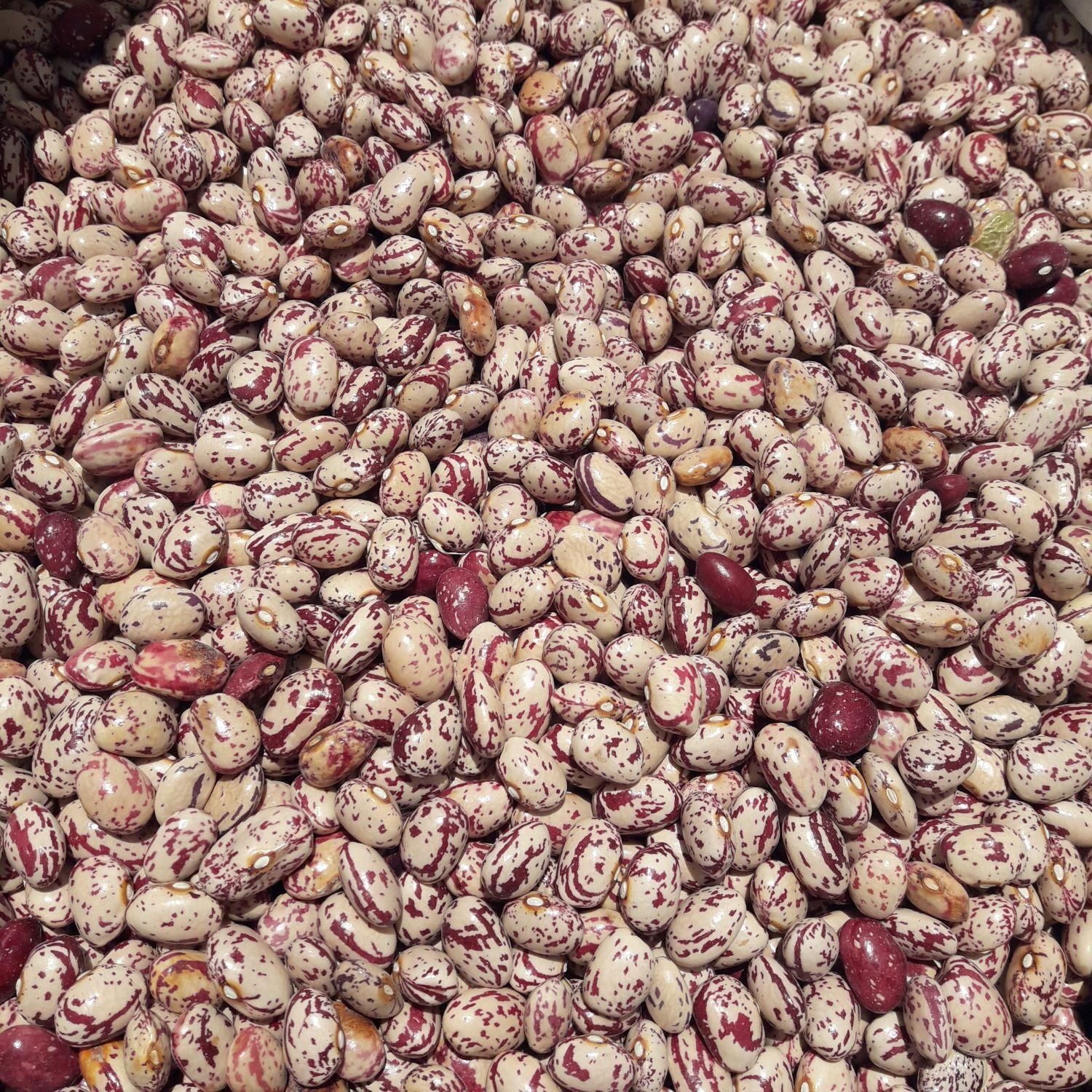 لوبیا چیتی درجه یک بذری|خوردنی و آشامیدنی|سراب, |دیوار