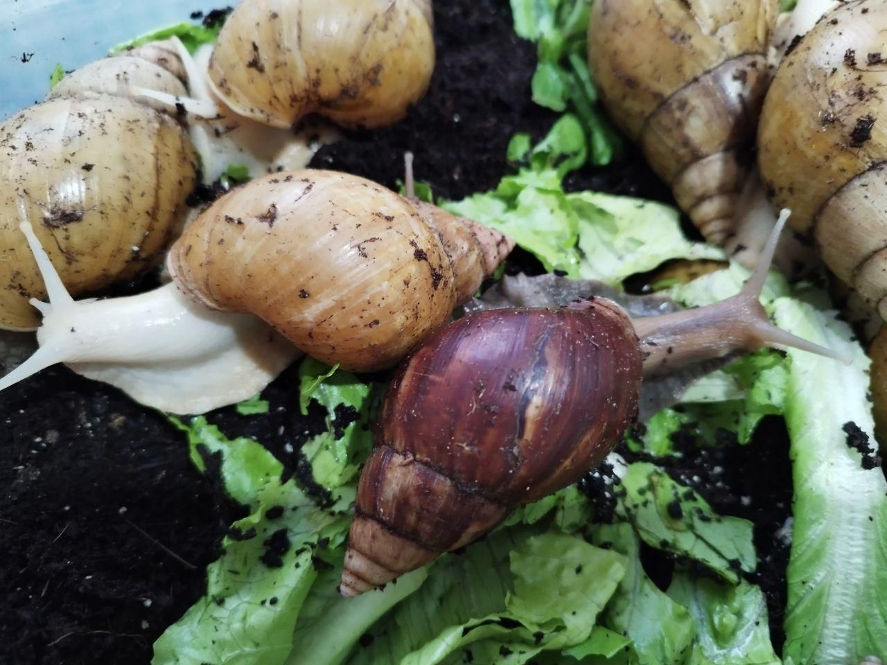 خاویاروکرم وصابون حلزون فروشی|خزنده|کرج, شاهینویلا|دیوار