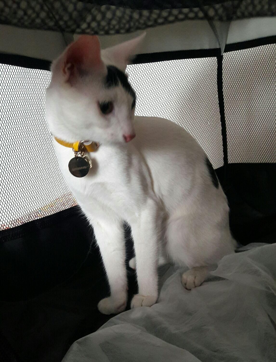 واگذاری گربه یک سال و هشت ماهه|گربه|نوشهر, |دیوار