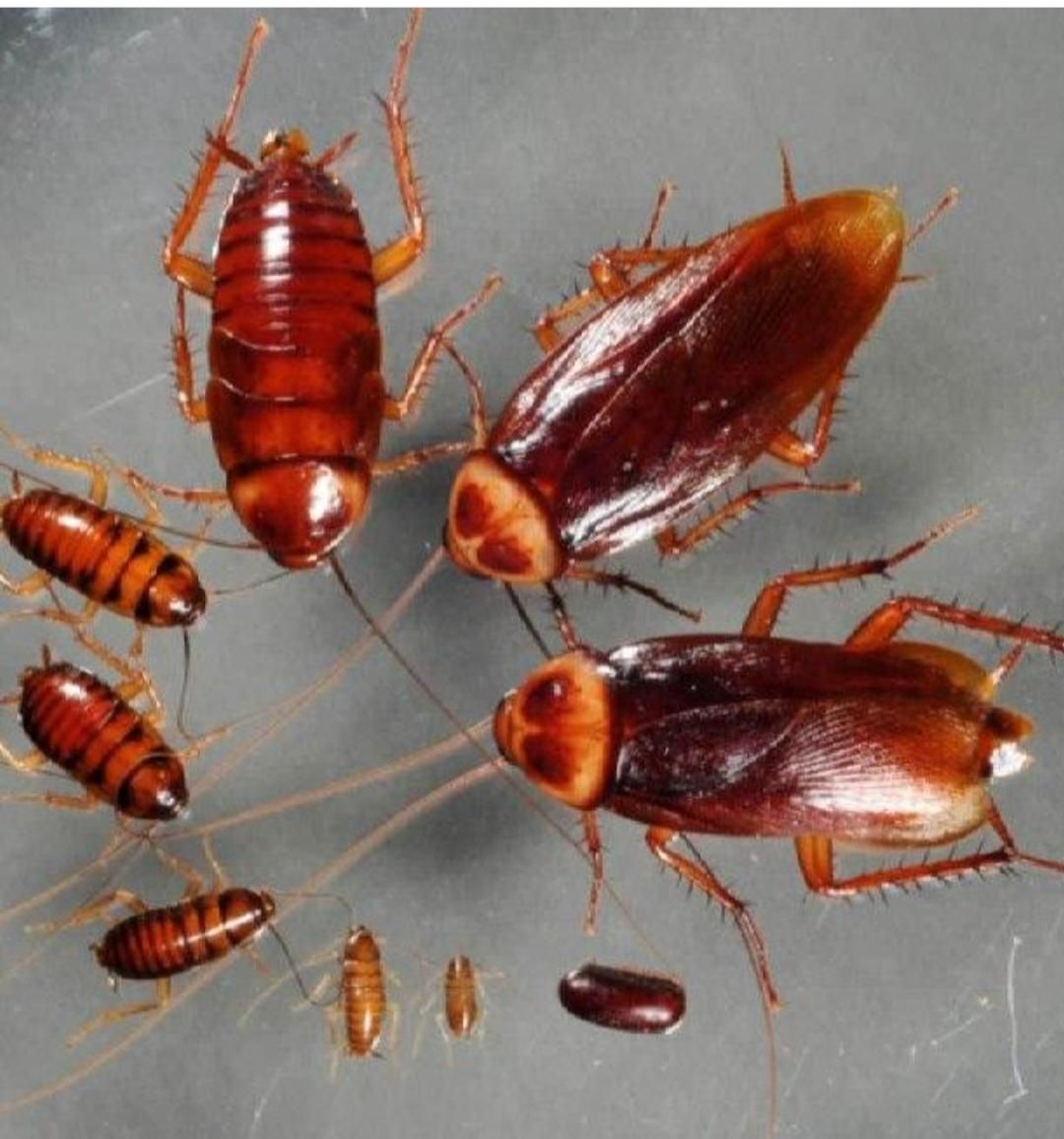 سم پاشی ساس،سم پاشی موریانه،موش،سوسک کابینتی|خدمات نظافت|بندرعباس, |دیوار