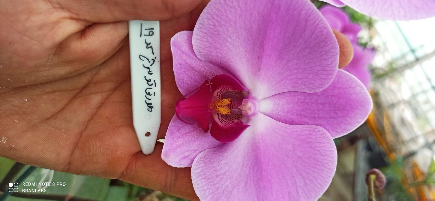 نشا ارکیده فالانوپسیس کشت بافت|گل و گیاه طبیعی|تهران, شهرک چیتگر|دیوار