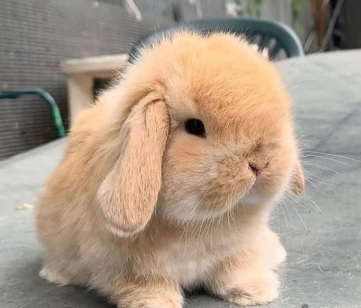 نژادخوکچه خارجی ایرانی.فندقی .کوتوله جوندگان|موش و خرگوش|اصفهان, شاهزید|دیوار