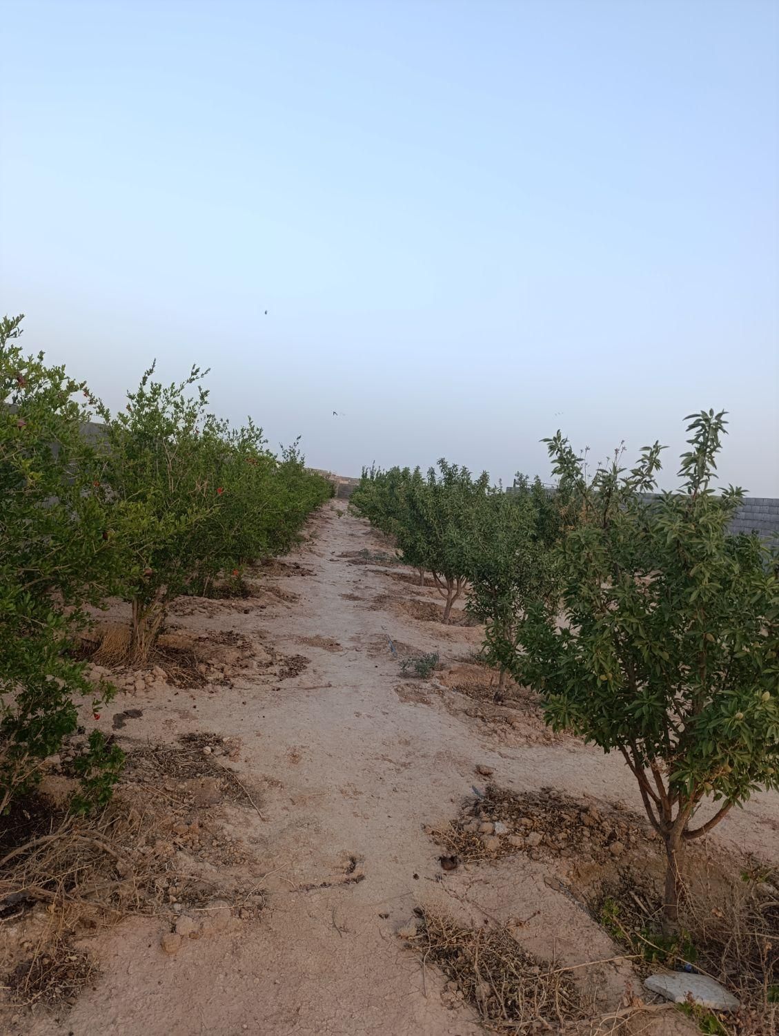 فروش باغ|فروش زمین و ملک کلنگی|اصفهان, دستگرده|دیوار