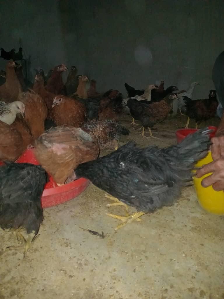 نیمچه مرغ و خروس|حیوانات مزرعه|سیرجان, |دیوار