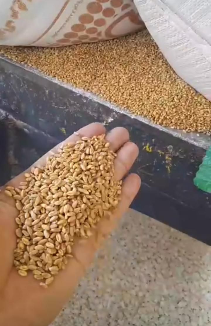 خرید و فروش گندم جو و غیره..|اسکان اضطراری|الیگودرز, |دیوار