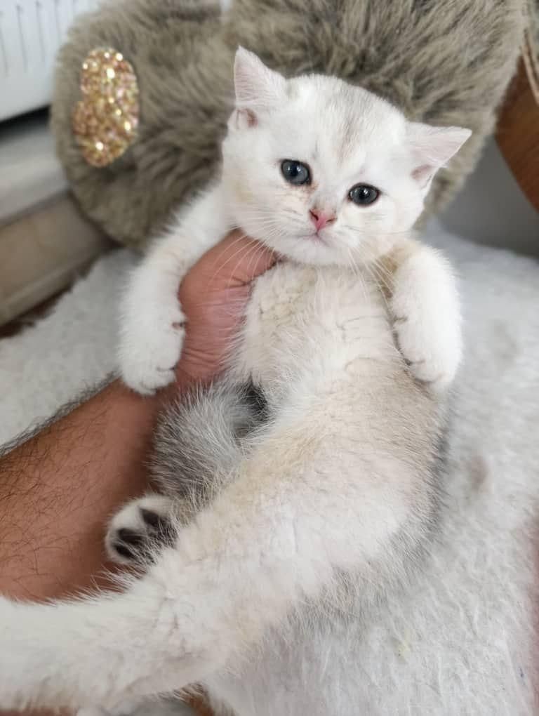 بازیگوش های خوشگل|گربه|سنندج, |دیوار