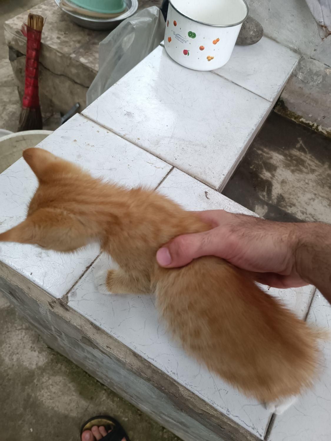 واگذاری رایگان سه بچه گربه ۲ ماهه ( با هم و تکی)|گربه|رشت, استادسرا|دیوار