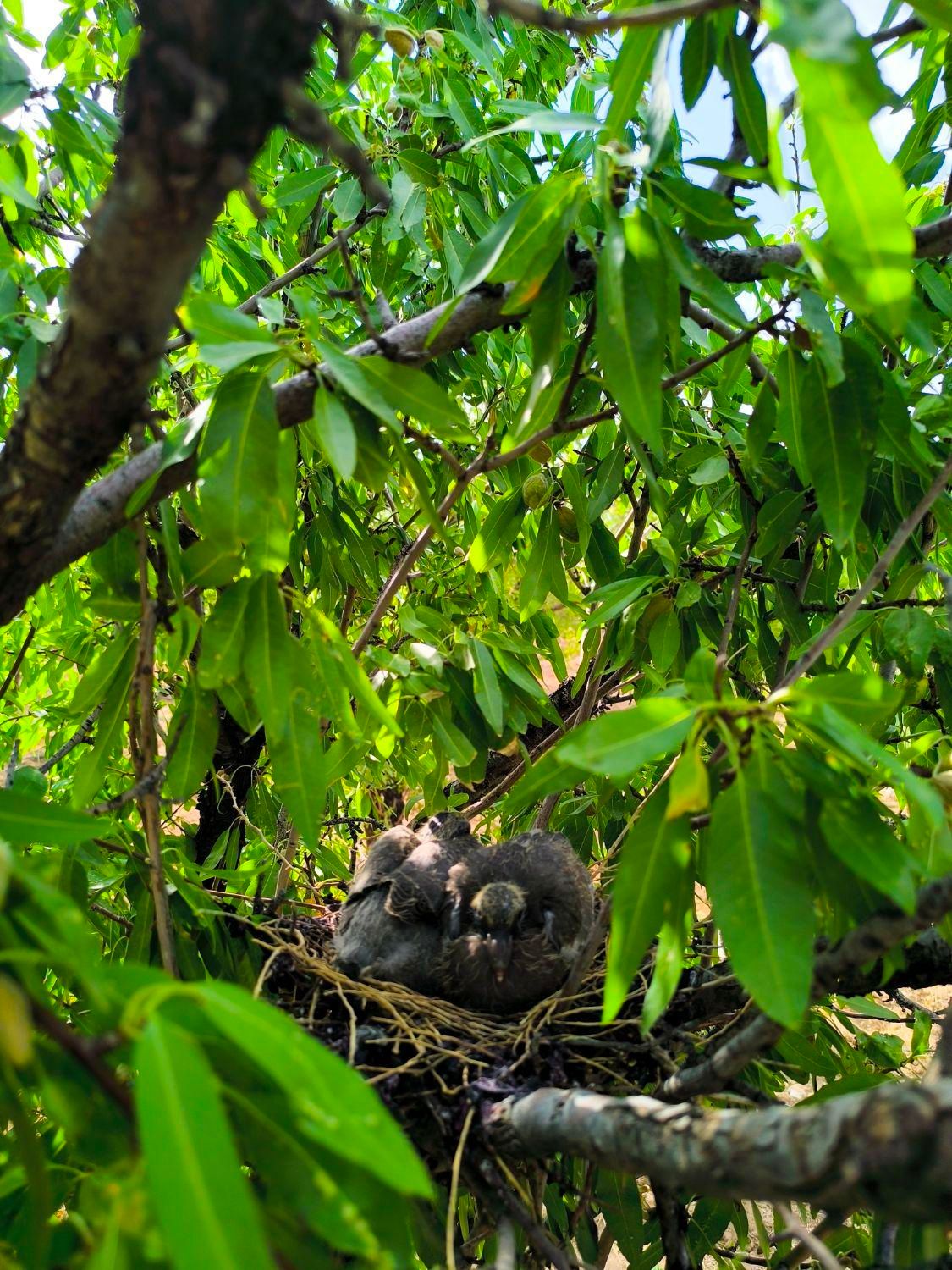 هزارمتر زمین|فروش زمین و ملک کلنگی|شاهین‌شهر, فردوسی|دیوار