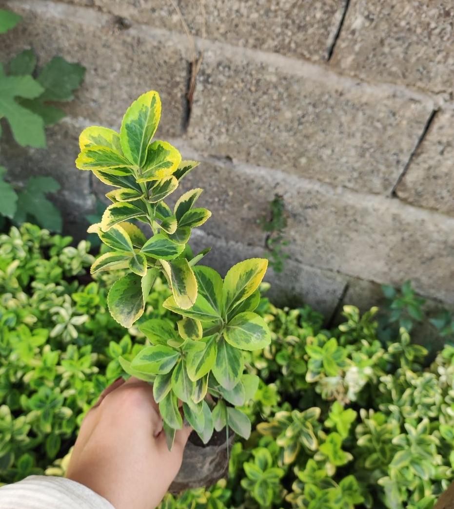 شمشادطلایی نایلکسی|گل و گیاه طبیعی|رشت, بازار|دیوار