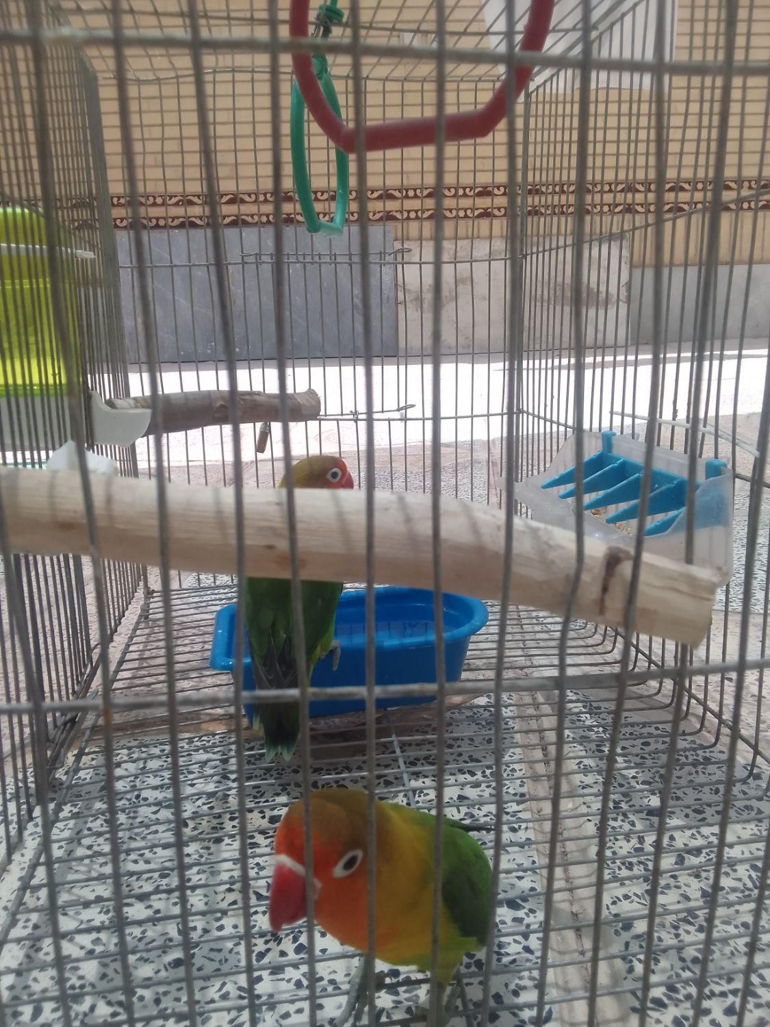 فروش طوطی کوتوله|پرنده|برخوار, |دیوار