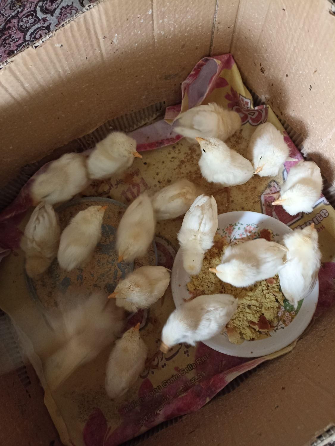 جوجه گوشتی|حیوانات مزرعه|گرمی, |دیوار