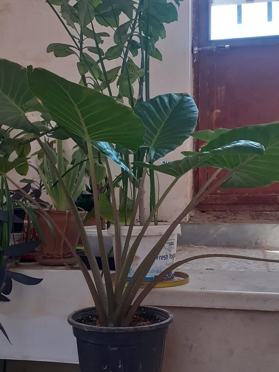 دوستداران گلهای بسیار زیباطبیعی آپارتمانی|گل و گیاه طبیعی|شهرکرد, |دیوار