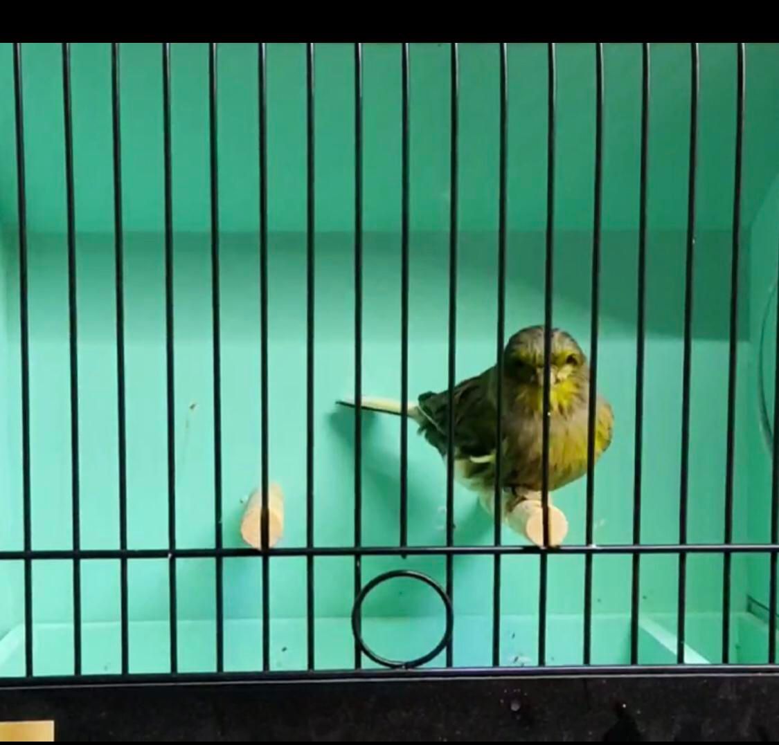 قناری گلاستر (کنسورت )اوجینال گریدA نر|پرنده|تبریز, |دیوار