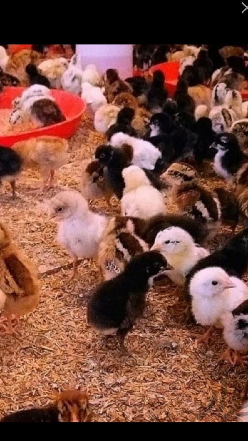جوجه گلین محلی یکروزه تخم مرغ نطفه دار گلپر بیضا|حیوانات مزرعه|شیراز, شهرک گلستان|دیوار