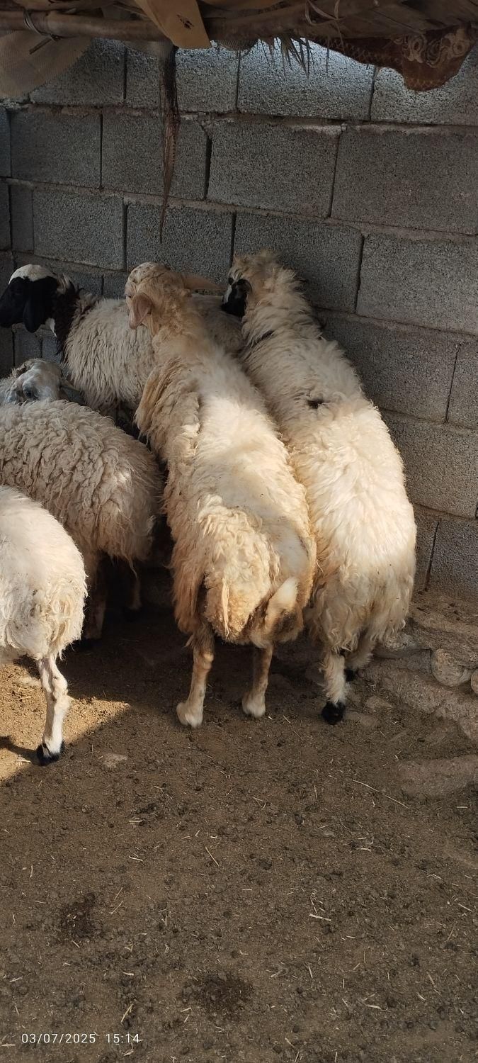 قوچ و بره قوچ|حیوانات مزرعه|بندرعباس, |دیوار