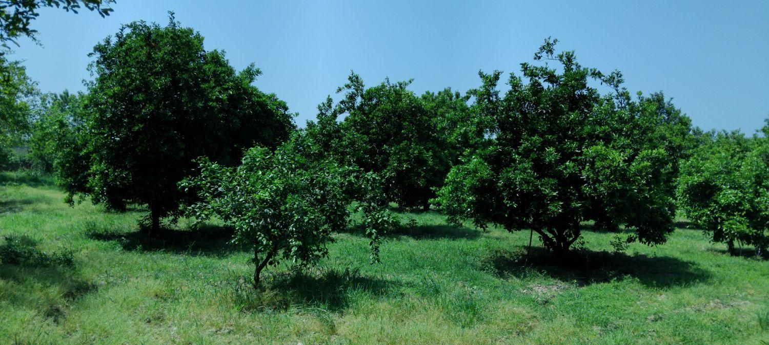 باغ روستای لیوان شرقی|فروش زمین و ملک کلنگی|نوکنده, |دیوار