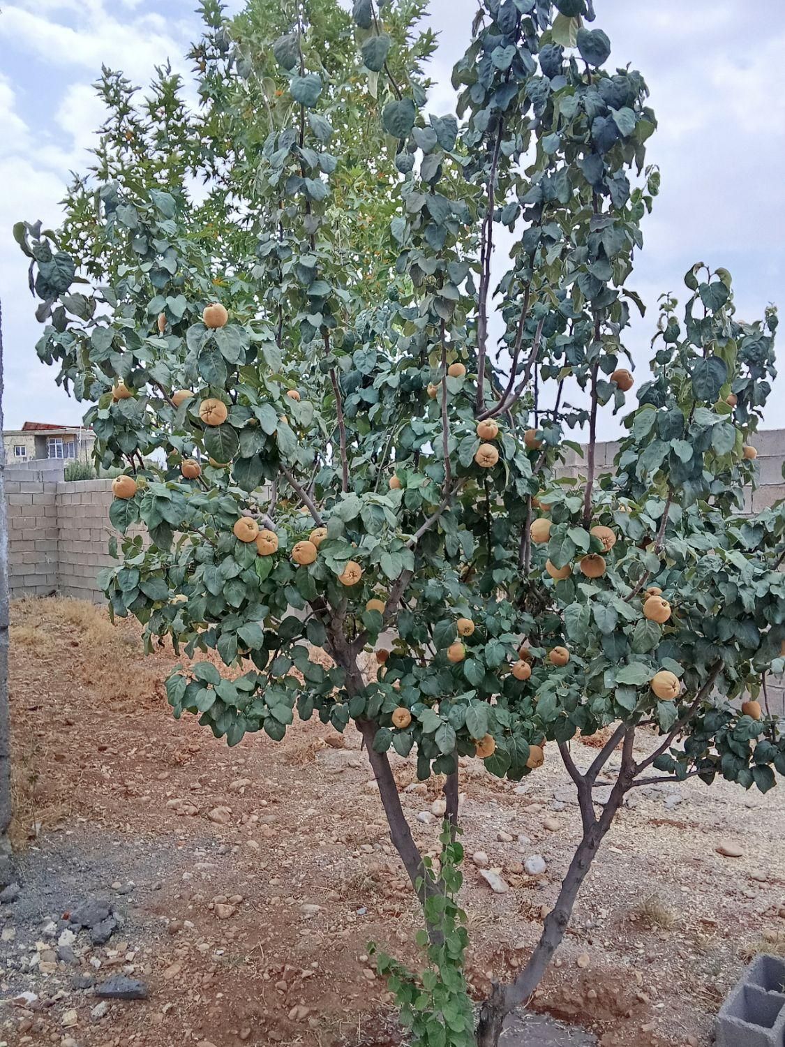 باغچه ۱۰۰۰متری|فروش زمین و ملک کلنگی|شیراز, کودیان|دیوار