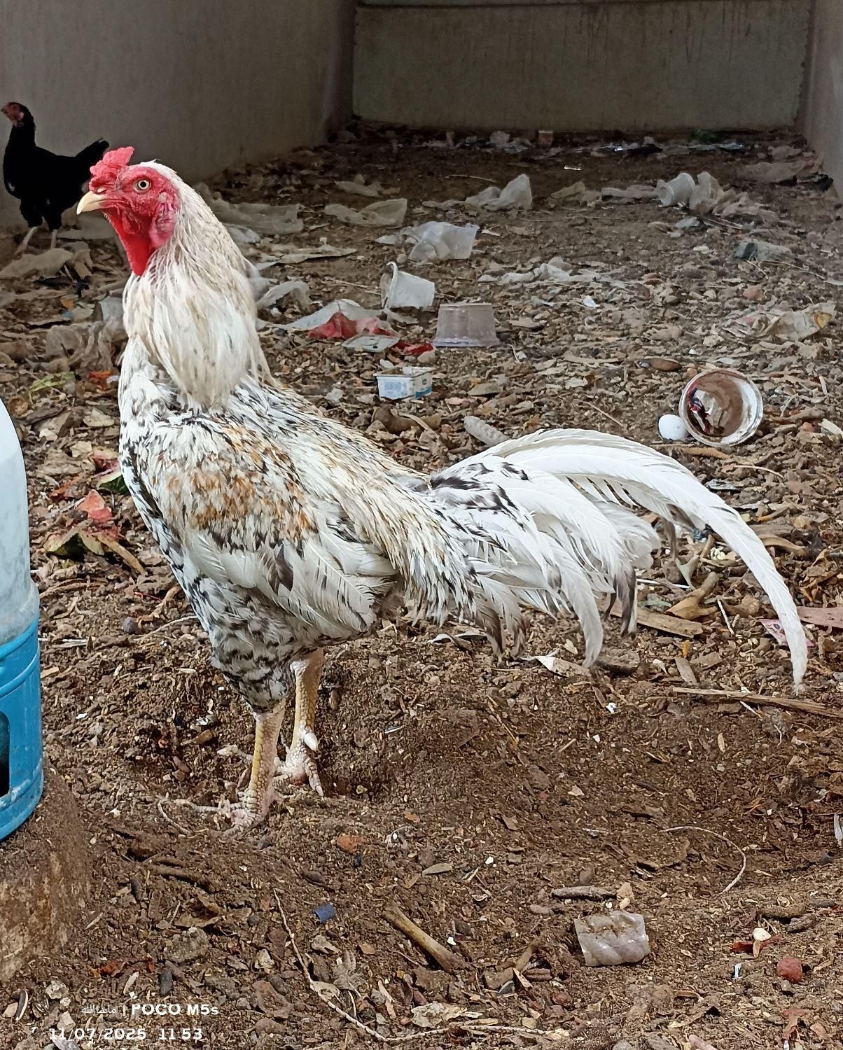 خروس دورگ|پرنده|سراوان, |دیوار