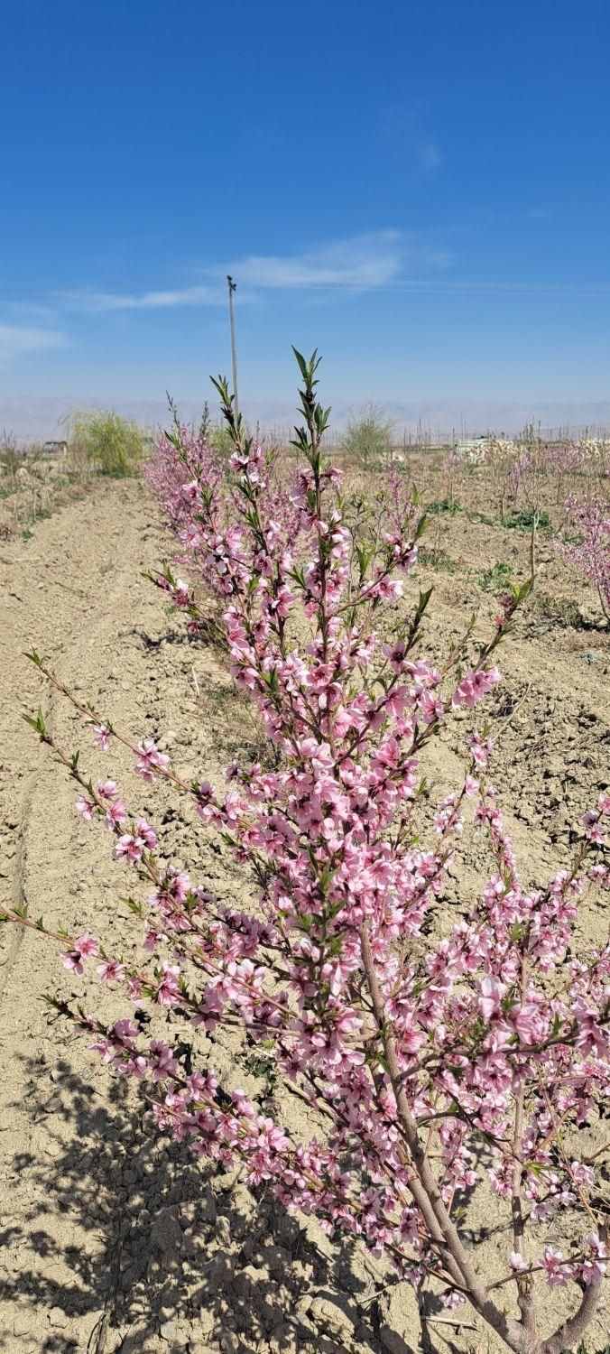 زمین حاشیه جاده/تهاتر /معاوضه|فروش زمین و ملک کلنگی|گلبهار, نوبهار|دیوار