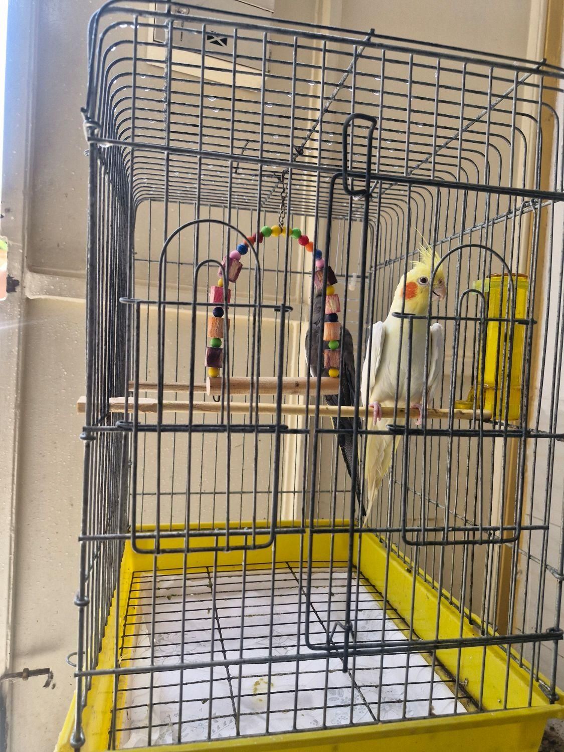 عروس هلندی سخنگو نر و ماده با قفس|پرنده|آستانه اشرفیه, |دیوار