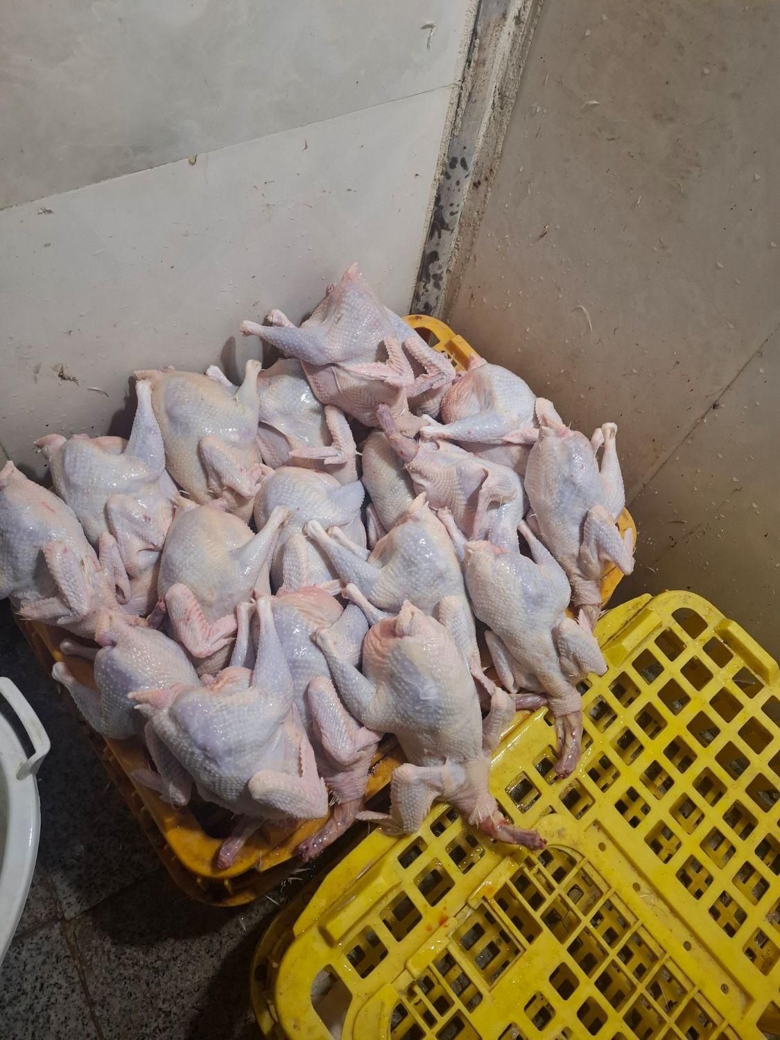 مرغ سفید ماشینی|حیوانات مزرعه|قم, شهدا|دیوار