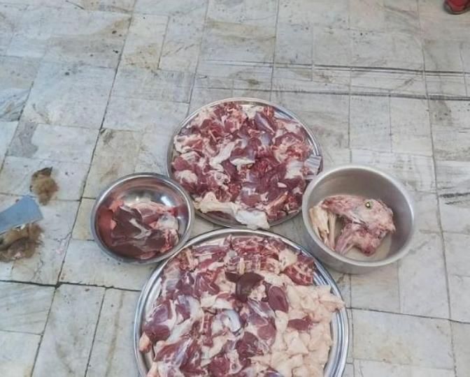 گوسفند زنده حاج بابا|حیوانات مزرعه|کرج, مصباح|دیوار