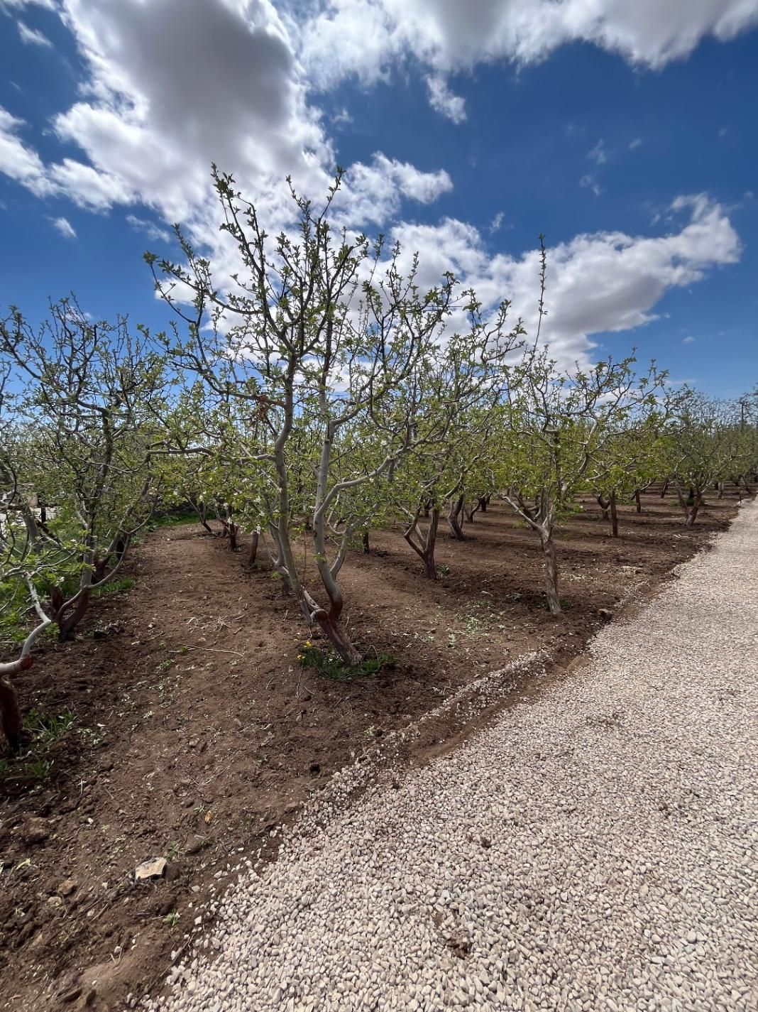 ۲۵۰مترزمین باغ دیوارکشی سنددار اقساطی جابان دماوند|فروش زمین و ملک کلنگی|دماوند, دماوند|دیوار