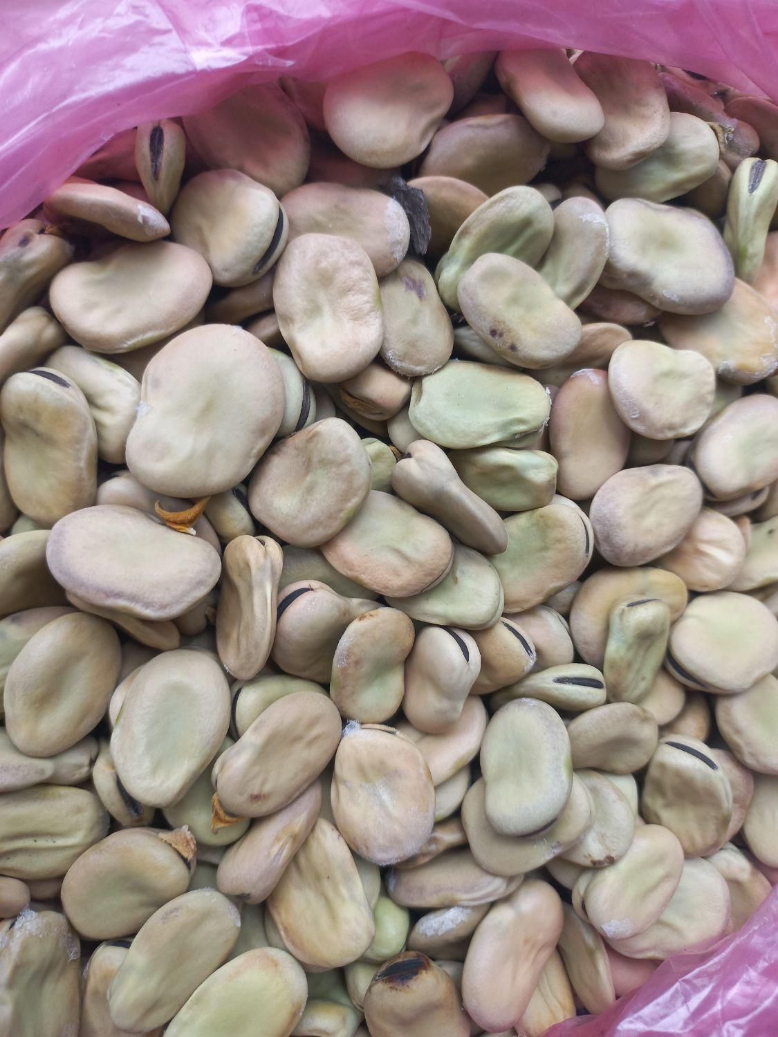 باقالی محصول امسالم تازه چیده شده و خرمن شده|خوردنی و آشامیدنی|طارم (زنجان), |دیوار