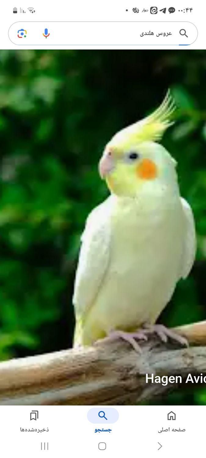 عروس هلندی|پرنده|مبارکه, |دیوار