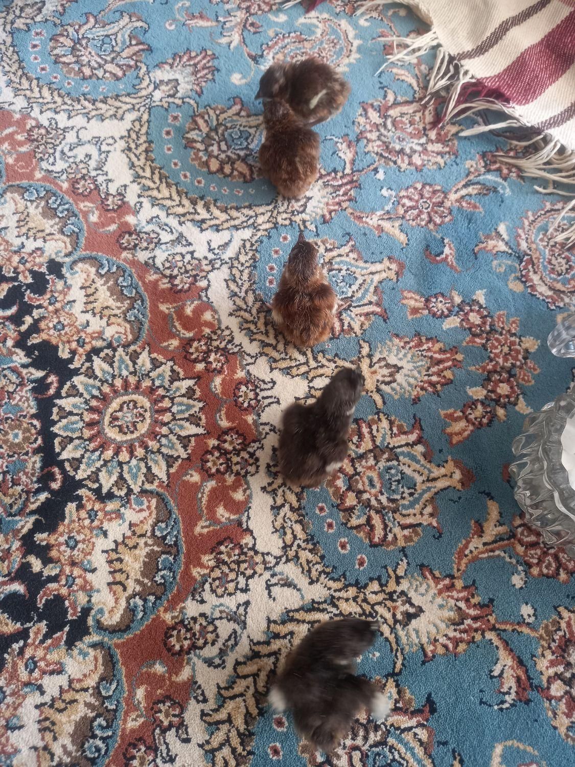 جوجه ومولد و تخم خوراکی وبدون نطفه امریکایی وزینتی|حیوانات مزرعه|نجف‌آباد, حومه نجف آباد|دیوار