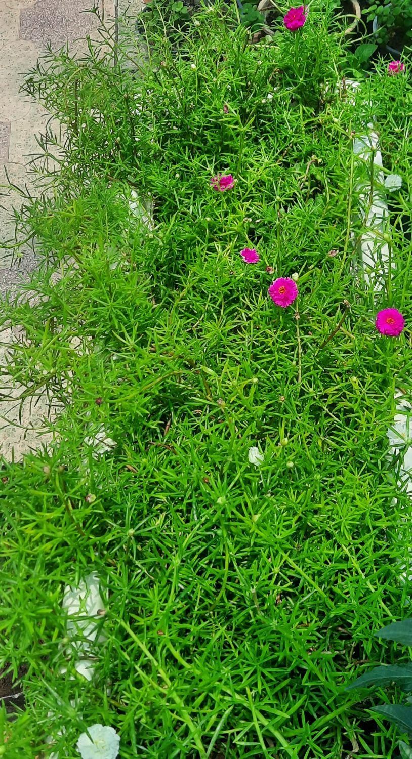 گل و گیاه|گل و گیاه طبیعی|برازجان, |دیوار