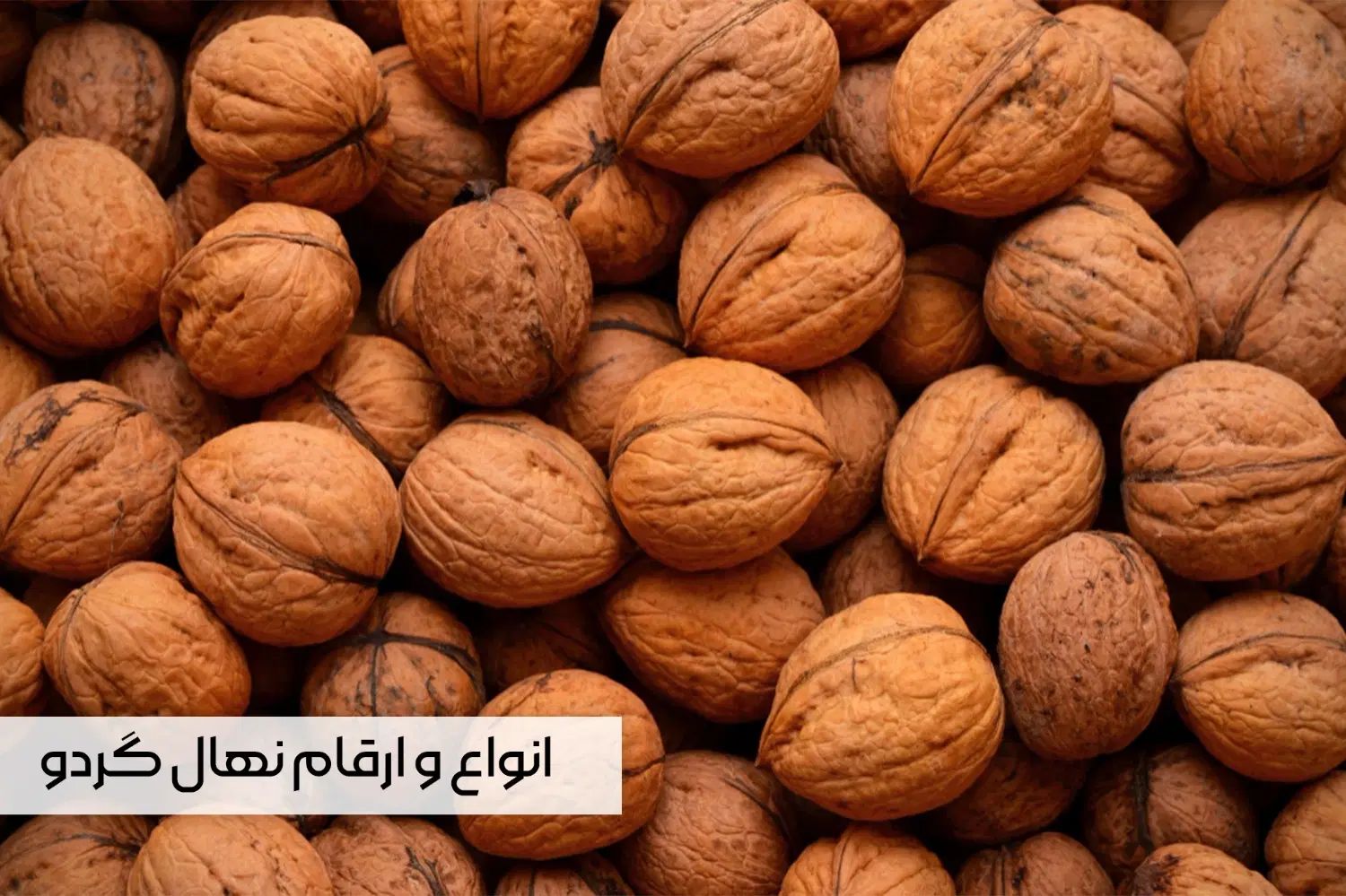 نهال گردو چندلر خوشه ای صادراتی با ارسال فــوری|گل و گیاه طبیعی|تبریز, |دیوار