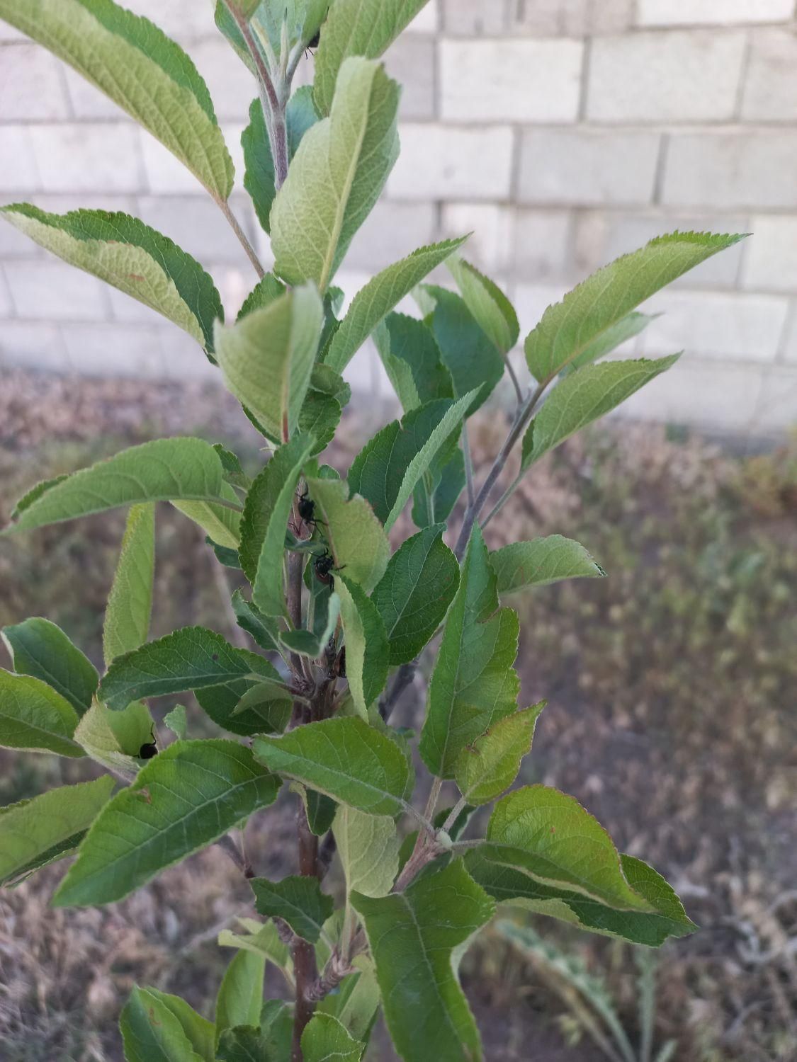 زمین ویلایی ۵۰۰متری|فروش زمین و ملک کلنگی|بستان آباد, |دیوار