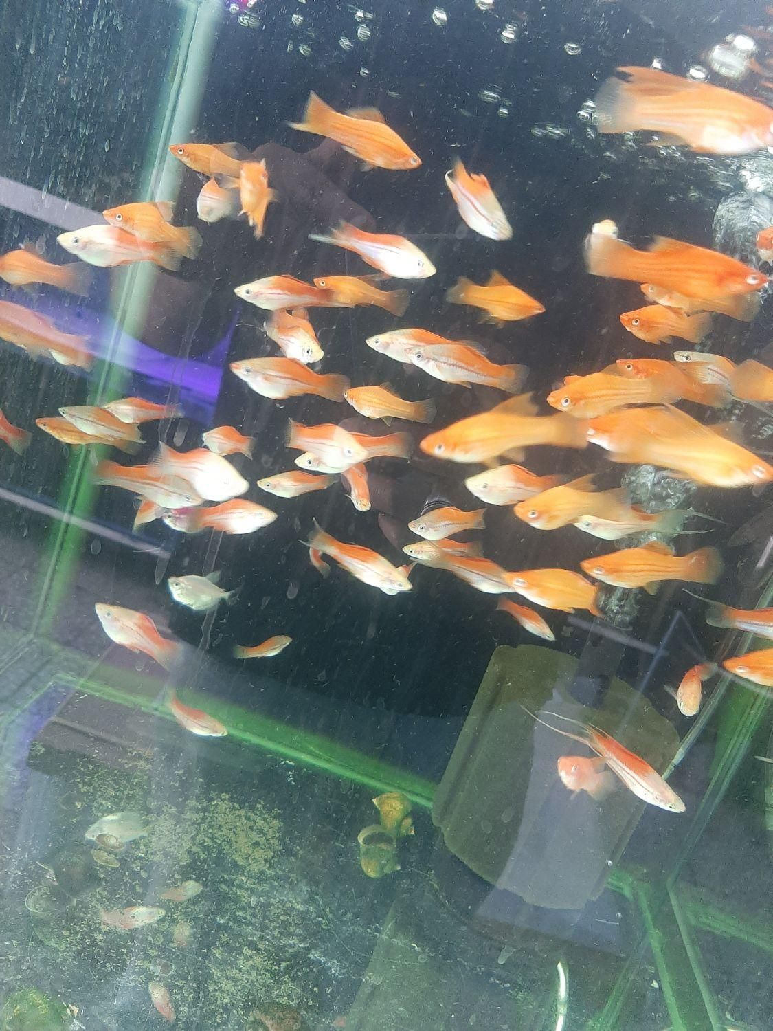 کالرویدو (گلوفیش)|ماهی|اصفهان, فجر|دیوار