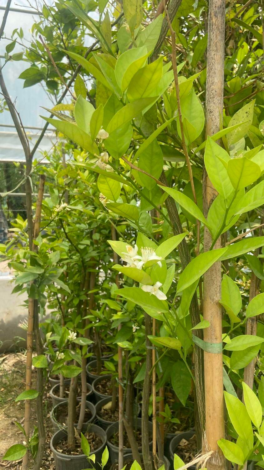 جشنواره تابستانی فروش نهال و درخت|خدمات باغبانی و درختکاری|مشکین‌دشت, |دیوار