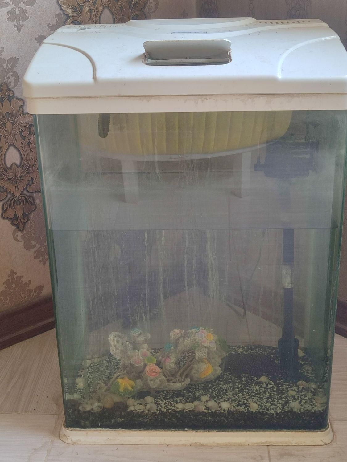 اکواریوم شیشه خم|ماهی|مشهد, کارمندان دوم|دیوار