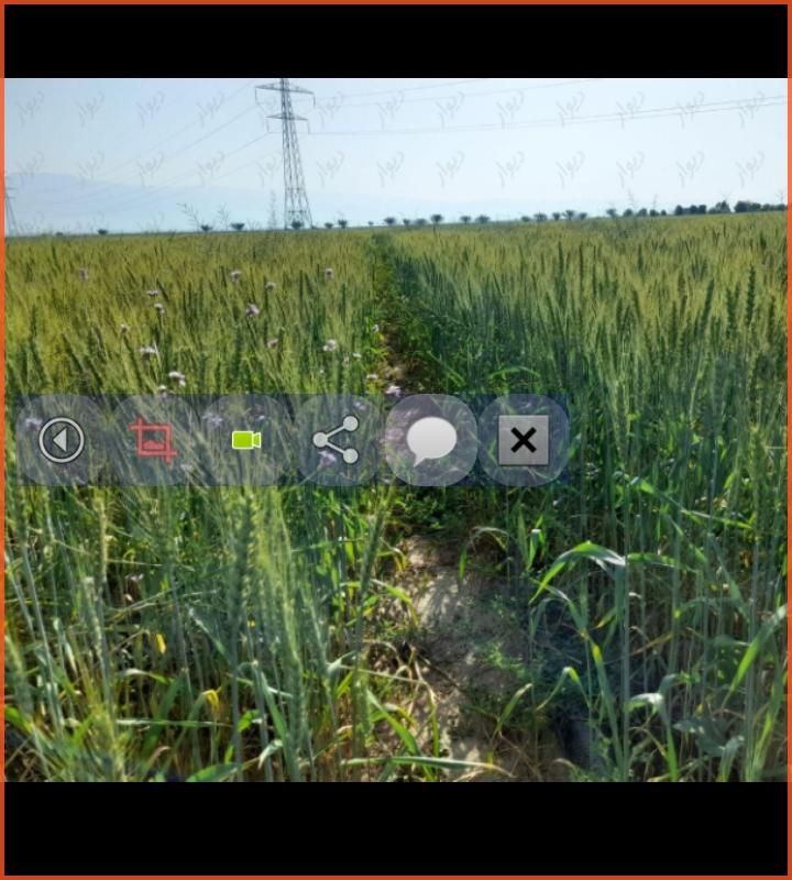 اجاره ۸ هکتار زمین کشاورزی با آب چاه فول|اجارهٔ دفتر صنعتی، کشاورزی، تجاری|برازجان, |دیوار